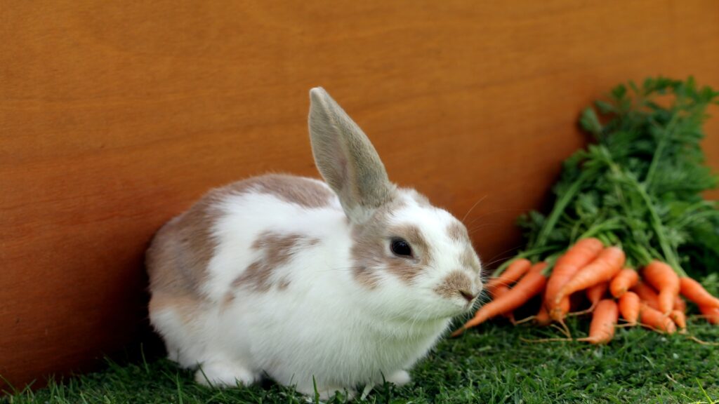 rabbit and carrots