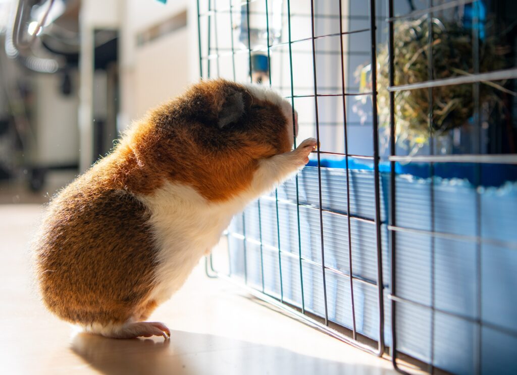 Guinea Pig and Cage