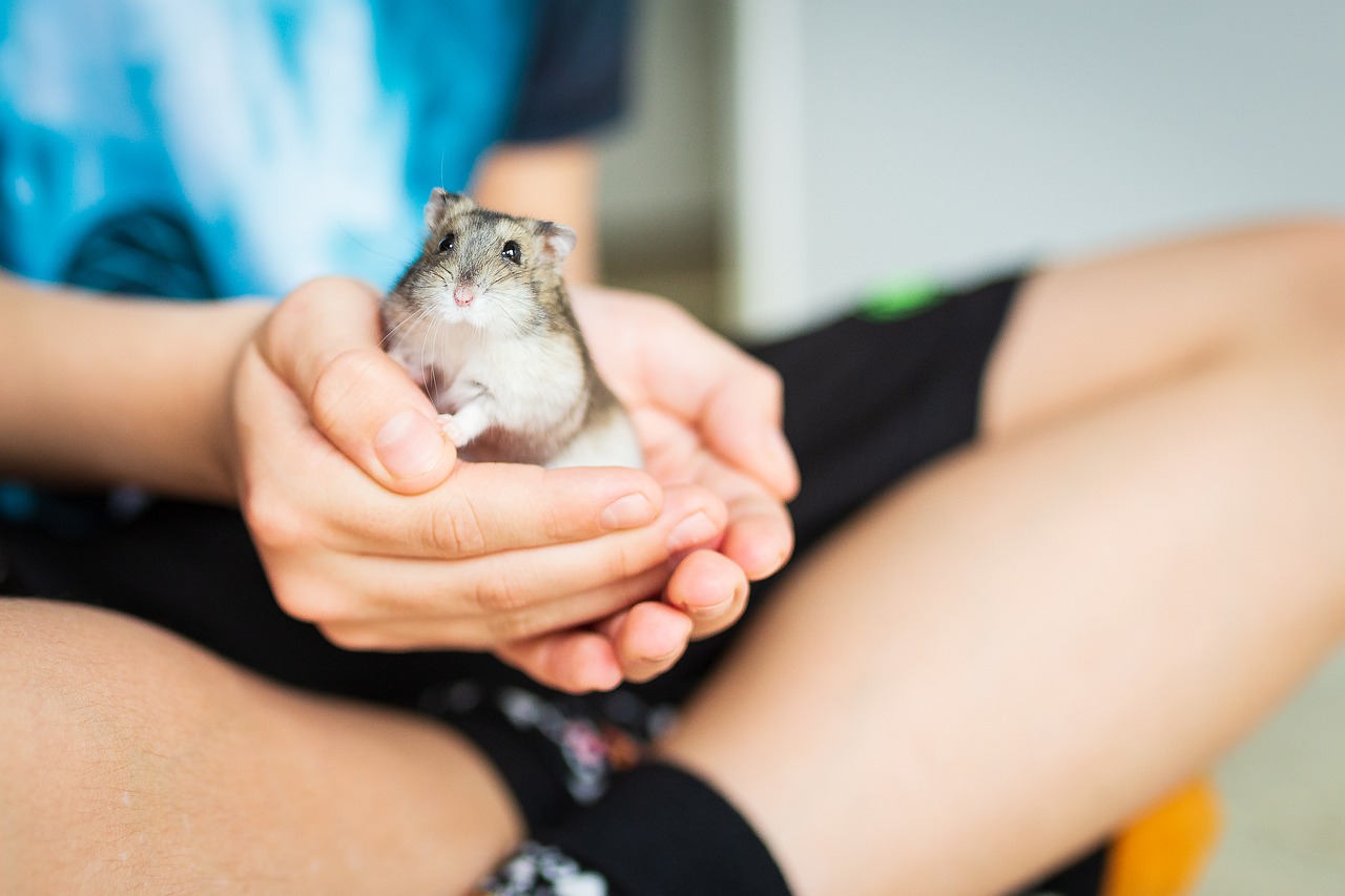 Are Hamsters Good Pets for Kids? | Olivka the Bunny