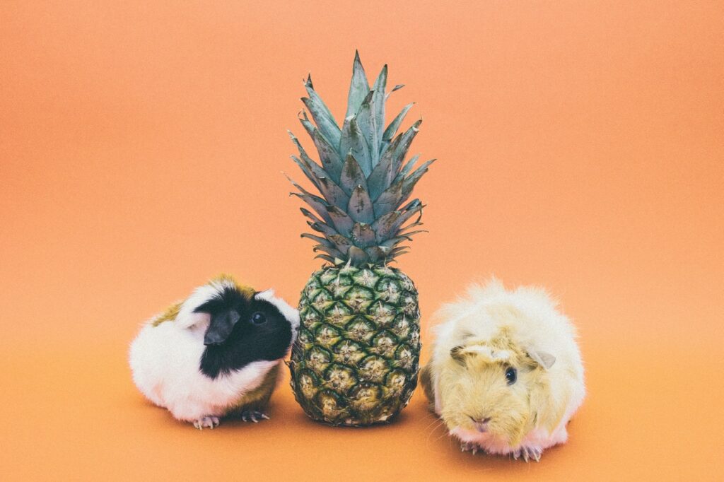 guinea pig and pineapple