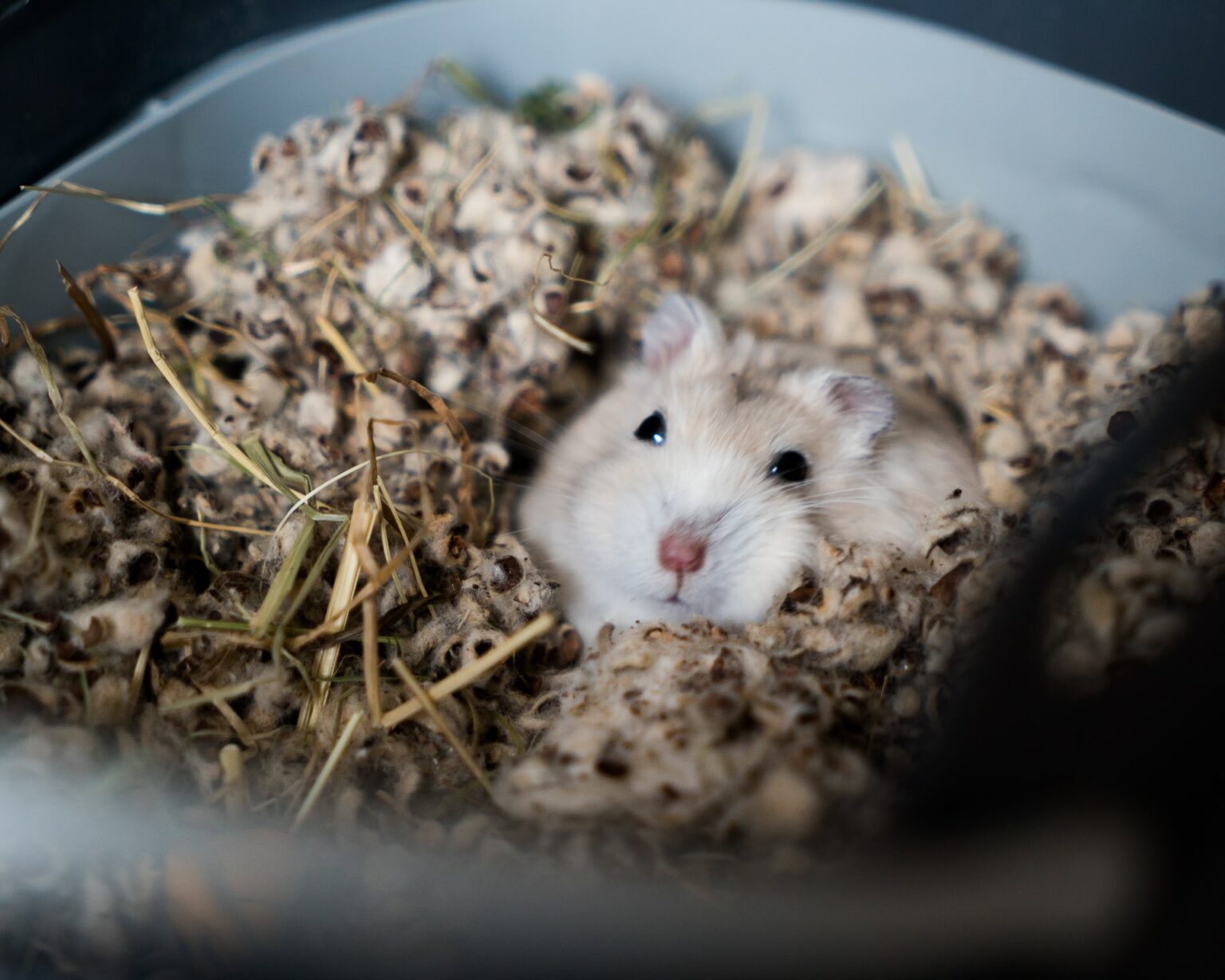 Best Hamster Bedding to Choose Olivka the Bunny